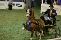 153.  Harness Pony Stallion-Geldings