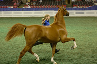 160.  ASR Amateur Yearling Futurity of KY
