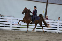 08-ASB Five Gaited Open