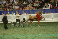201.  Amateur Harness Pony Championship]