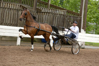 10.  Amateur Road Horse