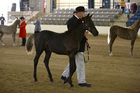 1.  Open Weanling Conformation