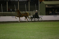 146.  Single Harness Horse Grand Champion