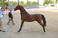 33.  ASB Yearling