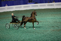 30.  ASR Sweepstakes-Fine Harness- 4 Year Olds