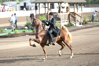 45.  ASB Two-Year-Old Three-Gaited