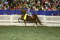 172.  Three-Gaited Pony Championship