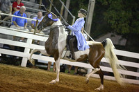 F-10. 3 Gaited Country Pleasure Jr Exhibitor