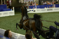230.  Three-Year-Old Fine Harness Stallion-Gelding