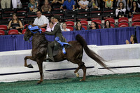 023.  Equitation - 14 Years Old