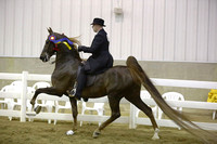 65.  ASB Five Gaited Open