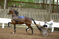 10.  Amateur Road Horse