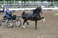 02.  Amateur Harness Pony
