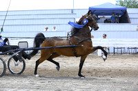 55.  Amateur Road Pony