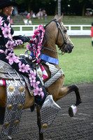 106.  Parade Horse Championship