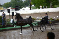 27.  ASB Two-Year-Old Fine Harness