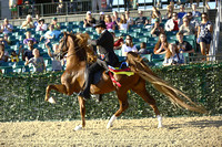 17 - ASHA & ASB EXHIBITION-OFFICIAL PHOTOGRAPHER-KY HORSE PARK