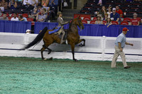 24.  Equitation-17 Years Old
