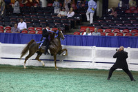 43.  ASR Sweepstakes 4YrOld Five-Gaited