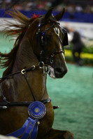 77.  Junior Fine Harness Stallion-Gelding