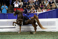 119.  Amateur Five-Gaited Stallion-Gelding