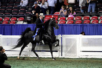 129.  Five-Gaited Mare Stake