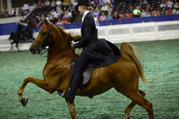 186.  Two-Year-Old Three-Gaited-Div 2