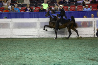 189.  Two-Year-Old Five-Gaited