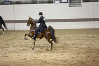 43.  AA 3Yr Old Under Saddle Cup