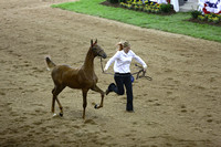 44.  ASB IN Amateur Weanling Futurity