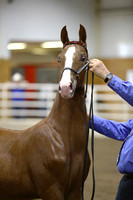 58.  MN Futurity-Weanling Championship