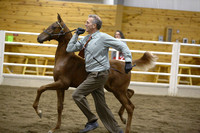 81.  MN Futurity-Weanling Champ Amateur