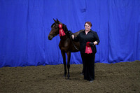 73,75,75-Half Andalusian-Junior 2 & Under, Get of SIre & Best of Movement