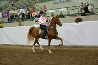 91.  Academy Horsemanship WT Adult