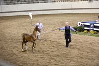 31.  ASB Indiana Futurity-Amateur Weanling