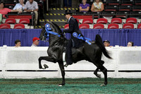 195A-2 YO Five Gaited-Division 1