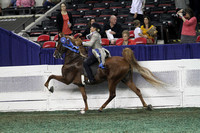 75-Adult Five Gaited Show Pleasure-Division 2