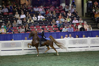 128.  Amateur Five-Gaited Stallion-Gelding