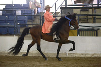 19.  AOT Stallions Show Pleasure