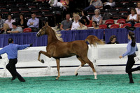 010.  ASR Yearling KY Futurity
