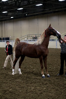 11-ASB In Hand-Show Type Mares