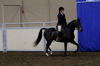 82-All Breed Sport Horse Prospect