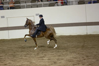 49.  All American Cup 3YrOld Under Saddle