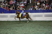 211.  Three-Gaited Pony Championship