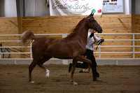 1-MN Futurity 2 Yr Old In Hand
