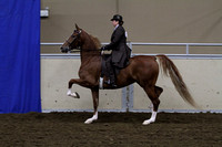 67-All Breed English Pleaure-Junior Horse