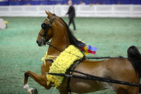201.  Amateur Harness Pony Championship