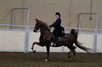 67-ASB Five Gaited -Open
