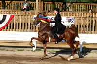 60-Three Gaited Two Year Old