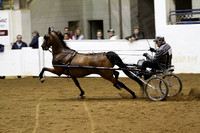 17-Amateur Road Horse